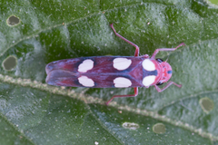 Tettisama quinquemaculata