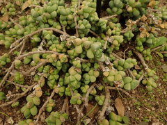 Corpuscularia lehmannii