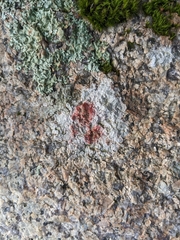 Pertusaria plittiana