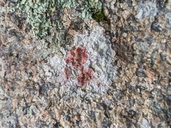 Pertusaria plittiana