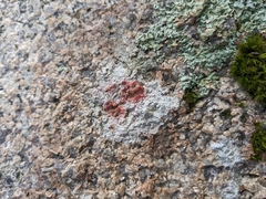 Pertusaria plittiana