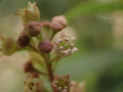 Noltea africana