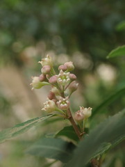 Noltea africana