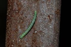 Cingilia catenaria