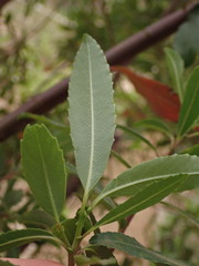 Noltea africana
