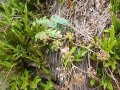 Gingidia grisea