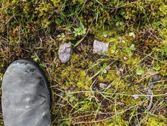 Pleuridium acuminatum