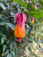 Callianthe megapotamica
