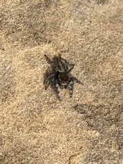 Phidippus asotus