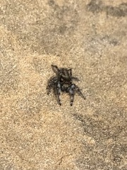 Phidippus asotus