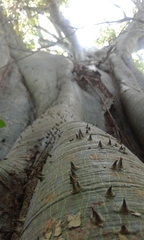 Ceiba trischistandra