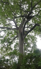 Ceiba trischistandra