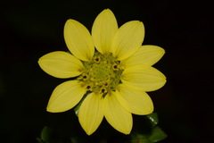 Silphium wasiotense