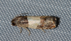 Epiblema tripartitana