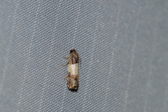 Epiblema tripartitana