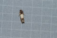 Epiblema tripartitana