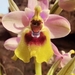 Ophrys tenthredinifera - Photo 由 lorenzodotti 所上傳的 (c) lorenzodotti，保留部份權利CC BY-NC