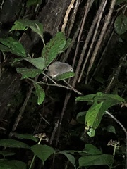 Myrmotherula