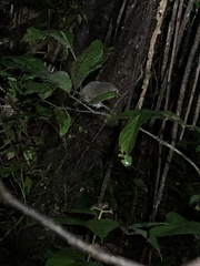 Myrmotherula