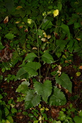 Silphium wasiotense