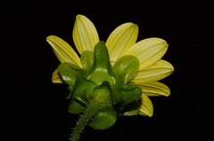 Silphium wasiotense