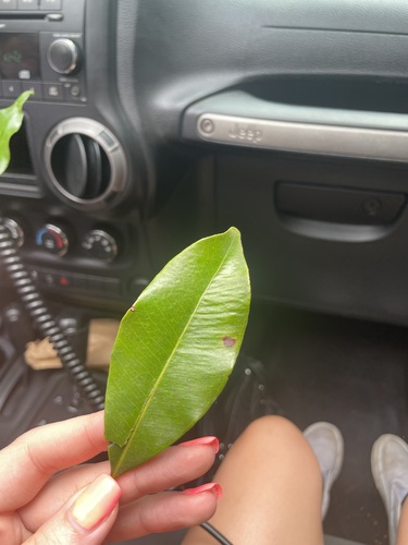 Syzygium aromaticum iNat (2)