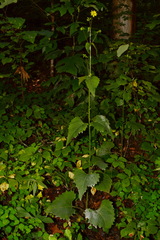 Silphium wasiotense