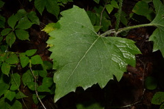 Silphium wasiotense