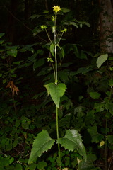 Silphium wasiotense
