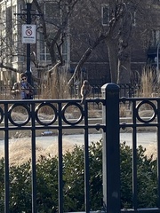 Passer domesticus
