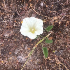 Calystegia subacaulis
