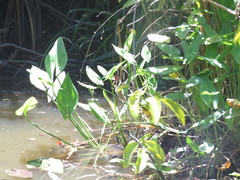 Pontederia sagittata