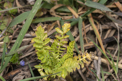 Raphanus sativus longipinnatus