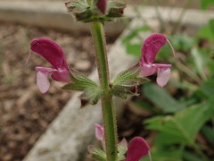 Salvia hierosolymitana