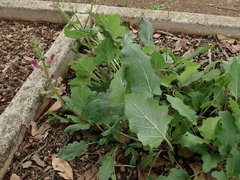 Salvia hierosolymitana