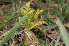 Raphanus sativus longipinnatus