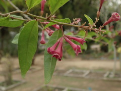 Cestrum roseum
