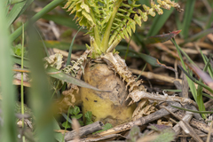 Raphanus sativus longipinnatus