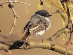 Polioptila nigriceps