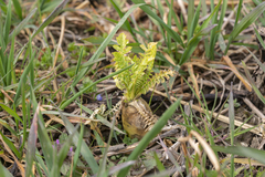 Raphanus sativus longipinnatus