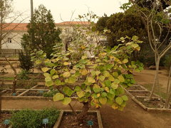 Sinclairia discolor