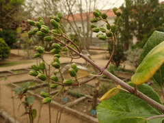 Sinclairia discolor