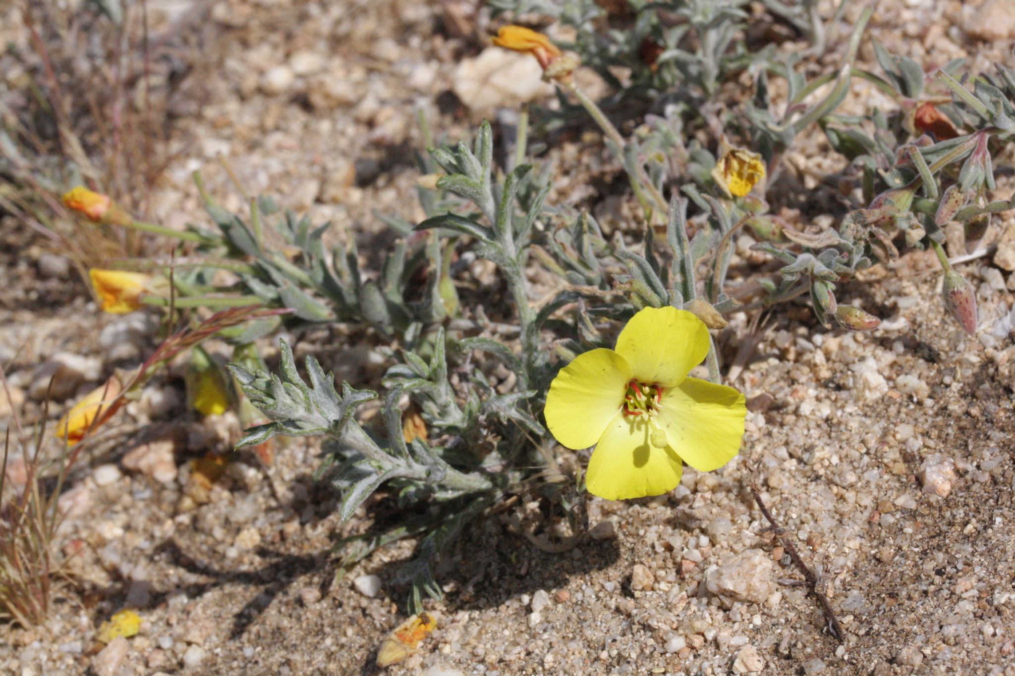 Camissonia kernensis
