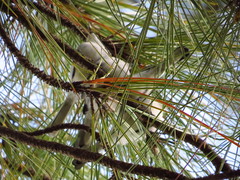 Polioptila dumicola
