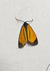 Paratype univitta