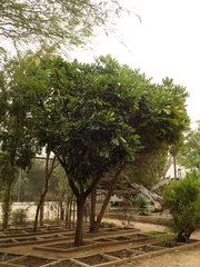 Plerandra elegantissima