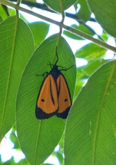 Paratype univitta
