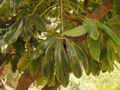 Plerandra elegantissima