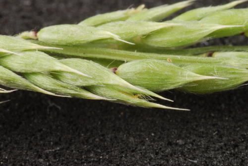 Eriochloa contracta