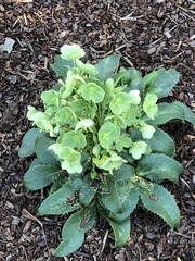 Helleborus viridis